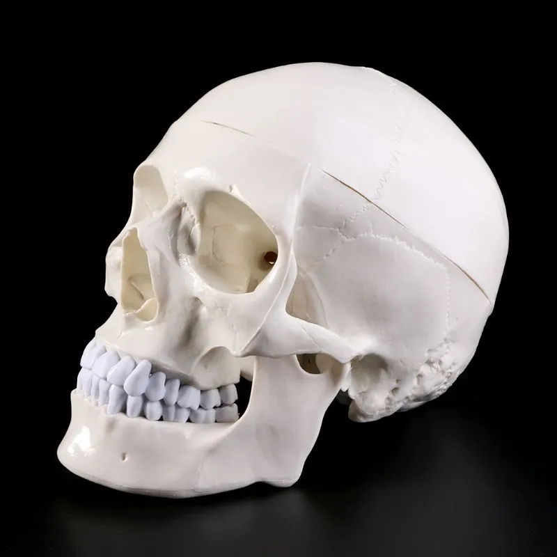Human Anatomical Anatomy Head Skeleton Skull Teaching Model School Supplies Study Tool