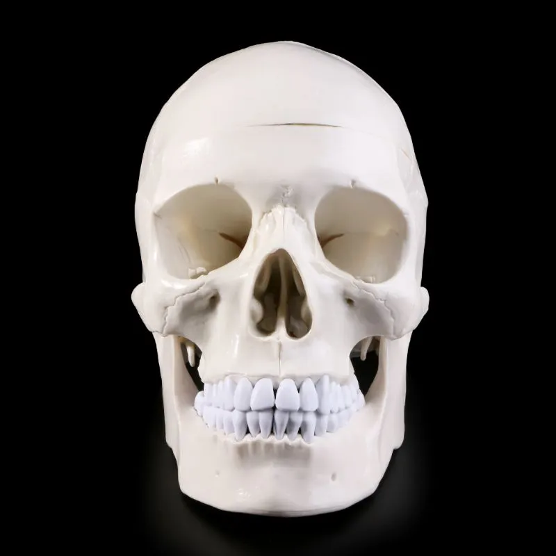 Human Anatomical Anatomy Head Skeleton Skull Teaching Model School Supplies Study Tool