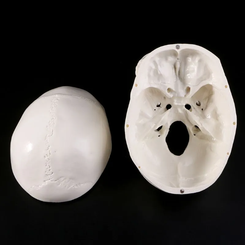 Human Anatomical Anatomy Head Skeleton Skull Teaching Model School Supplies Study Tool