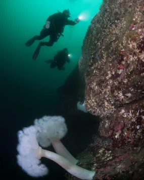 PADI Drift Diver - includes eLearning & Tuition